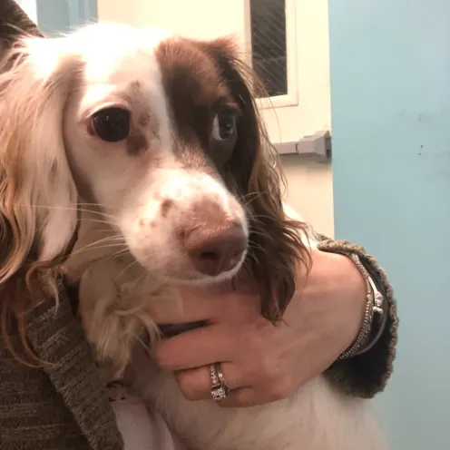 Dog being held at Pittsburgh Premier Veterinary Care